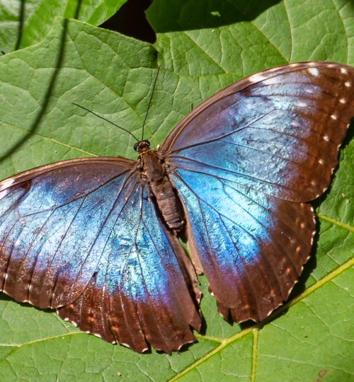 Butterfly Paradise of Osa