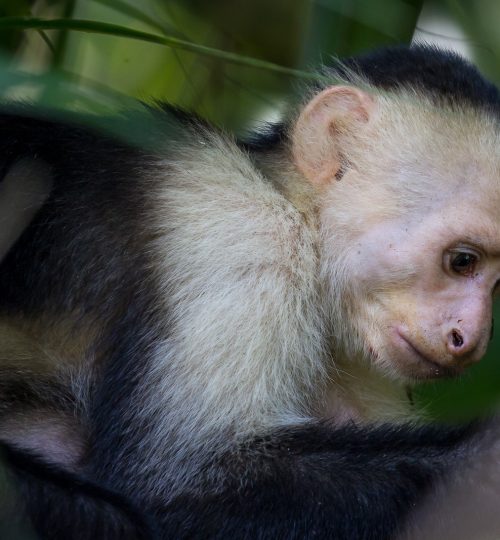 Capuchin Monkey