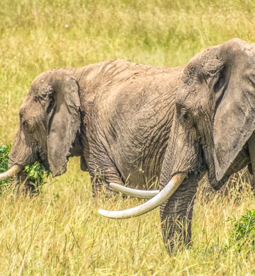 Elephants