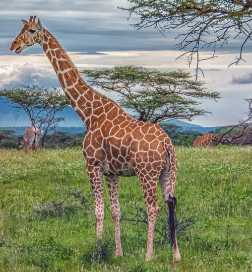 Reticulated Giraffe