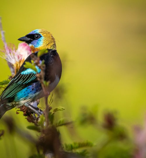 Golden-hooded Tanager