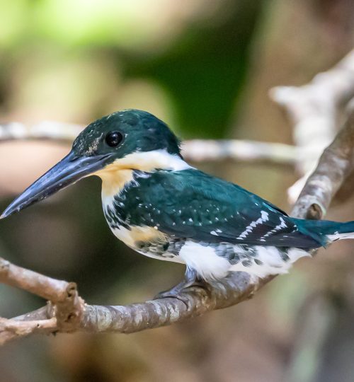 Green Kingfisher