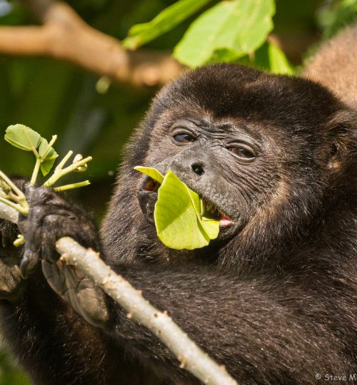 Howler Monkey