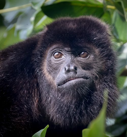 Howler Monkey