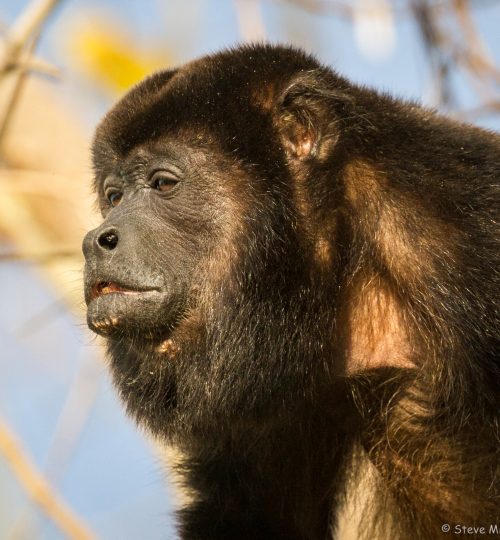 Howler Monkey