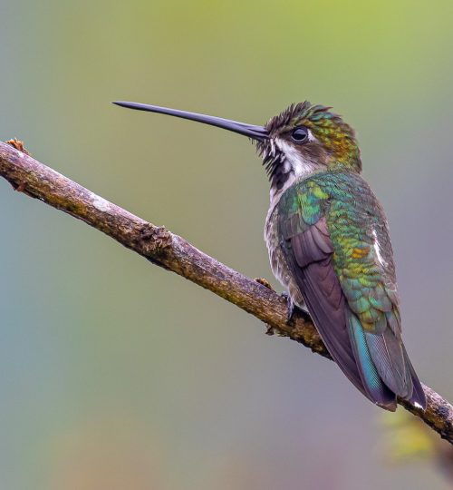 Long-billed