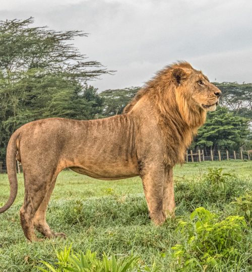 Male Lion