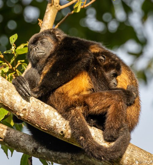 Having a cuddled nap