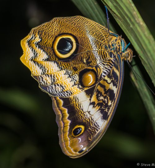 Owl Butterfly at Night