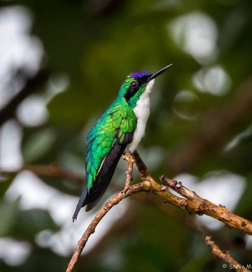 Purple-crowned Fairy