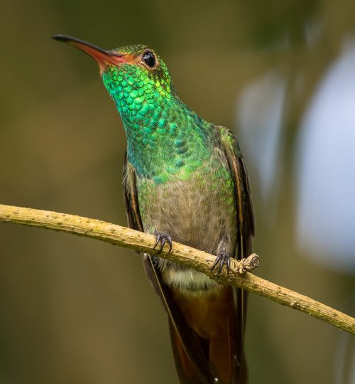 Rufus Tailed Hummingbird - perched