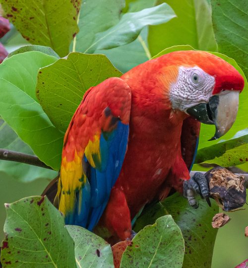 Macaw eating almonds