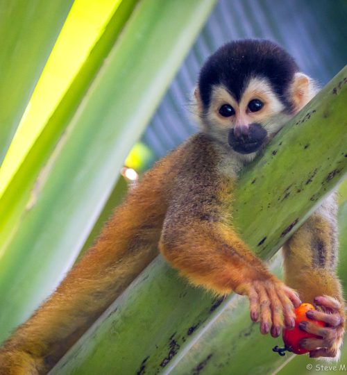 Squirrel Monkey