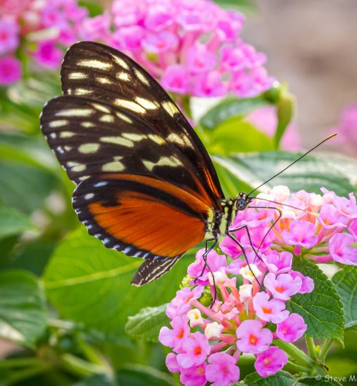 Tarracina Longwing