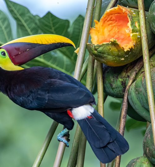 Eating my papaya