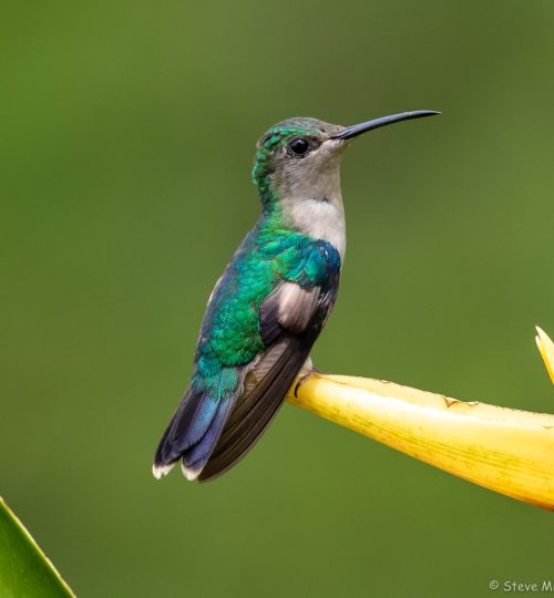 Woodnymph (female)